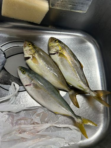 ツバスの釣果