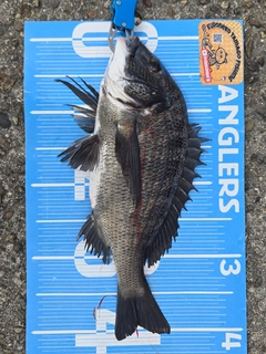 チヌの釣果