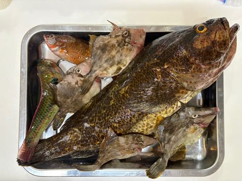 カワハギの釣果