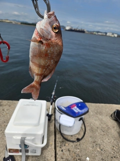 チャリコの釣果