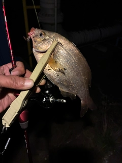 タナゴの釣果