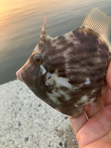 カワハギの釣果