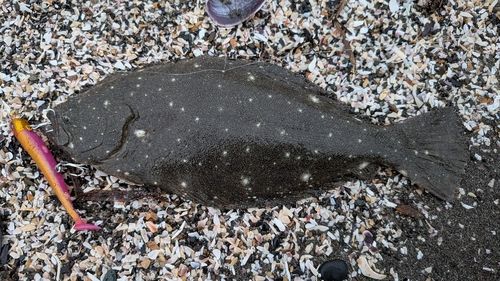 ヒラメの釣果