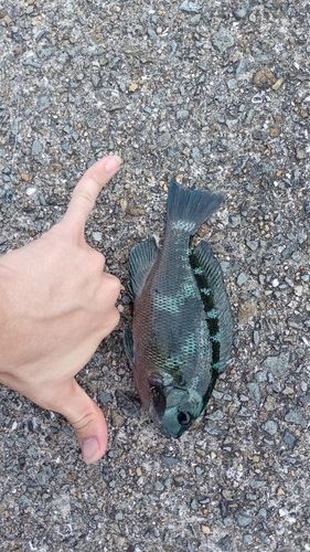 グレの釣果