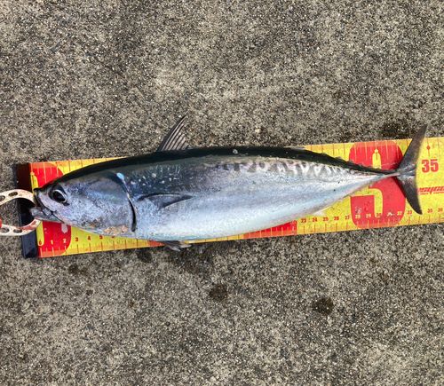 ヒラソウダの釣果