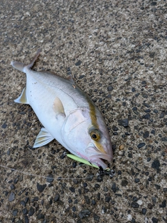 ショゴの釣果