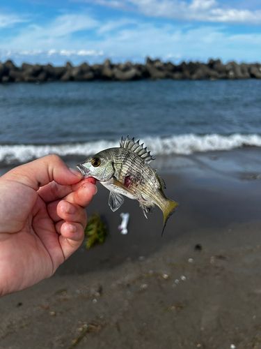 キビレの釣果