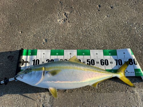 ブリの釣果