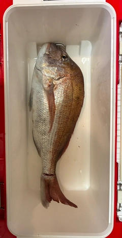 マダイの釣果