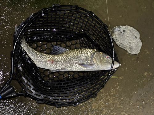 ニゴイの釣果