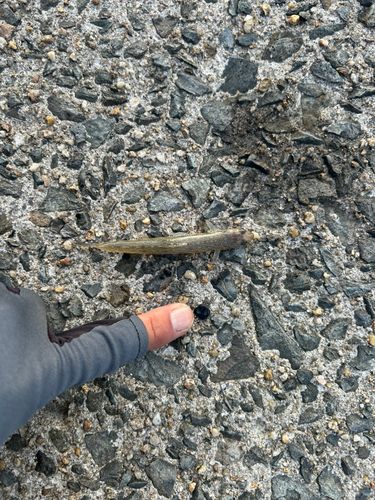 エソの釣果