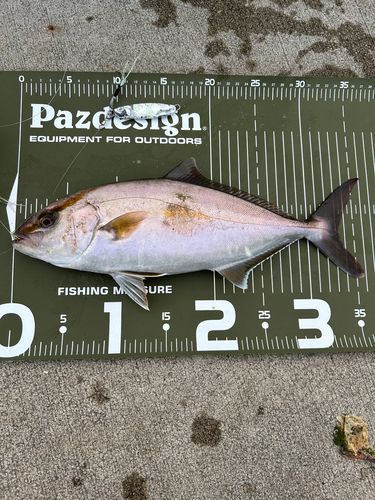 ショゴの釣果