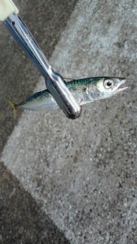 サバの釣果