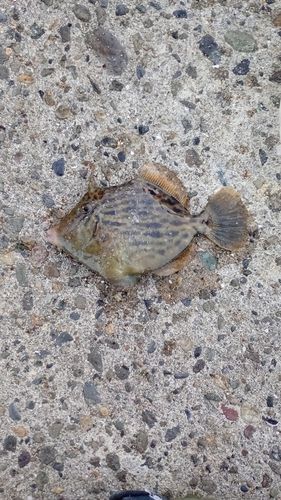 カワハギの釣果