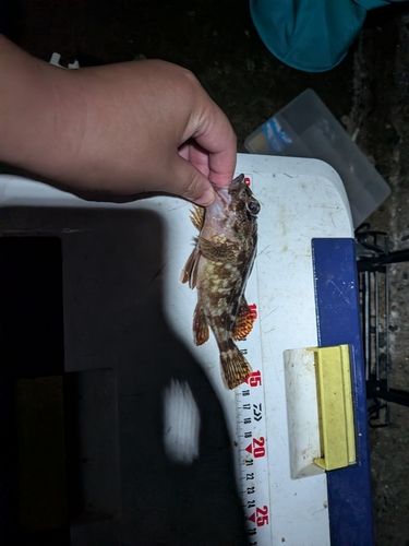 カサゴの釣果