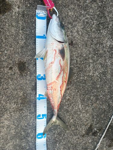 サワラの釣果