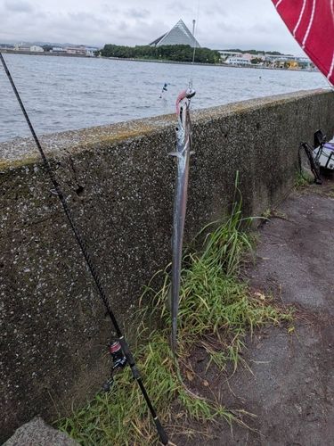 タチウオの釣果