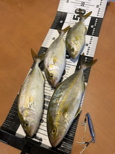シオの釣果
