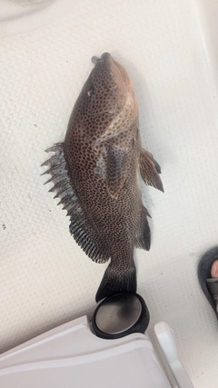 オオモンハタの釣果