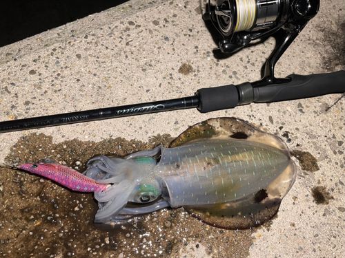 アオリイカの釣果