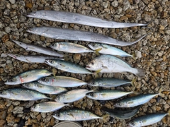サバの釣果