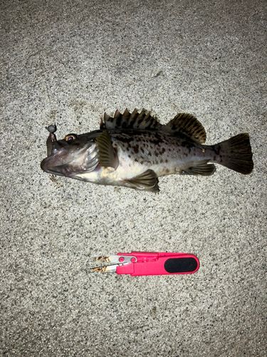 ソイの釣果