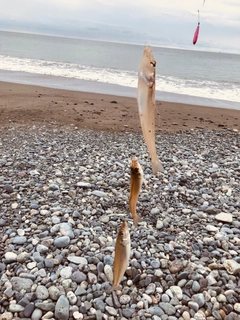 シロギスの釣果
