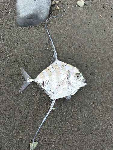 イトヒキアジの釣果