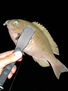 グレの釣果