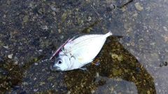 ヒイラギの釣果