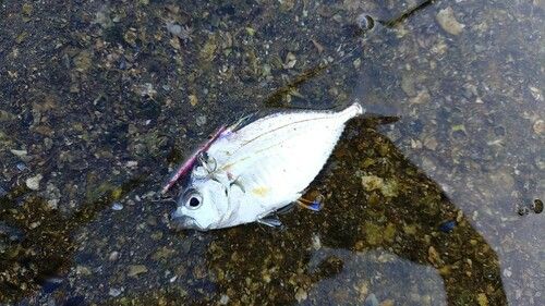 ヒイラギの釣果