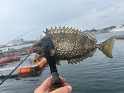 アイゴの釣果