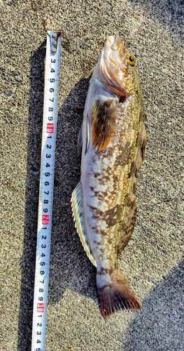 アイナメの釣果