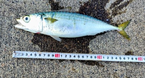 サバの釣果