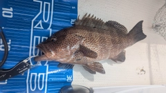 オオモンハタの釣果