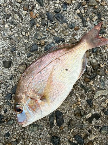 チャリコの釣果