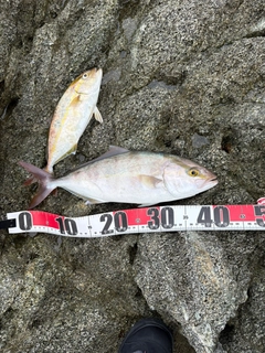 シオの釣果