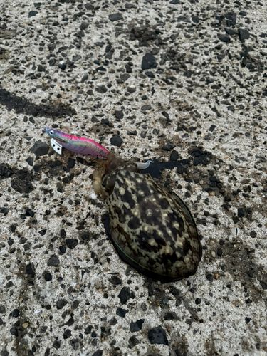 コウイカの釣果