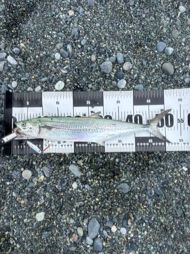 サゴシの釣果