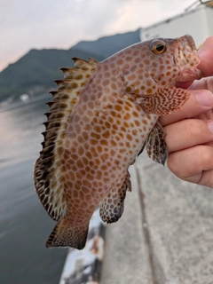 オオモンハタの釣果