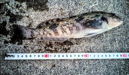 アイナメの釣果