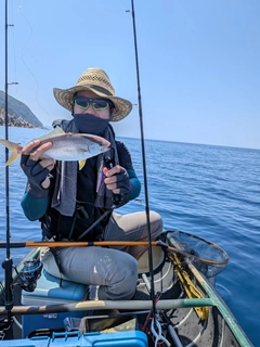 シオの釣果