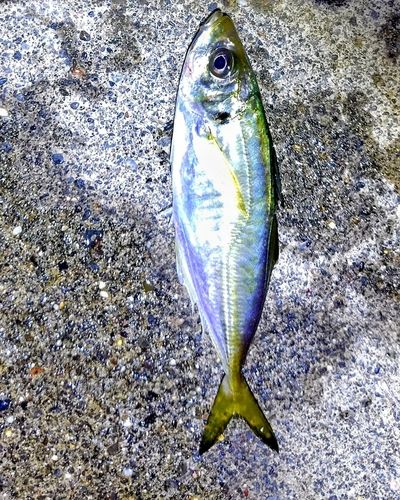 マアジの釣果