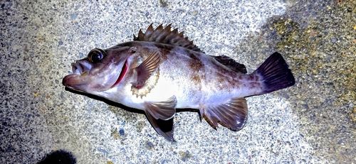 メバルの釣果