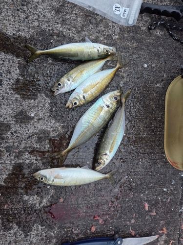 アジの釣果