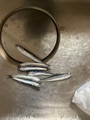 カタクチイワシの釣果