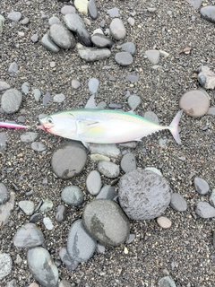 カツオの釣果