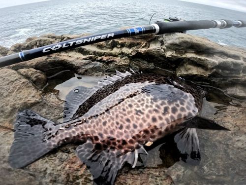 イシガキダイの釣果