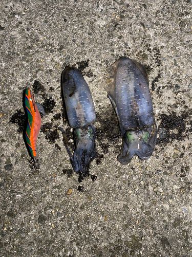 アオリイカの釣果