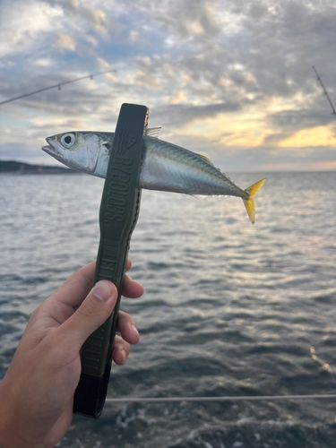 サバの釣果